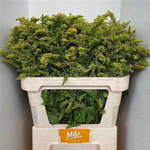 Solidago overig