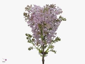 Syringa esther staley