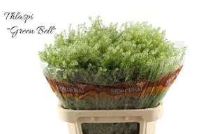 Thlaspi green bell