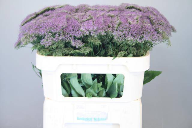 Trachelium blue lake michigan