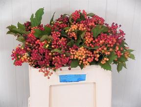 Viburnum opulus compactum