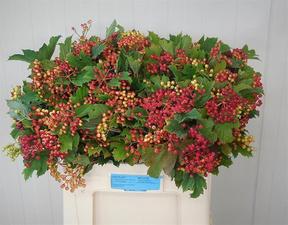 Viburnum opulus compactum