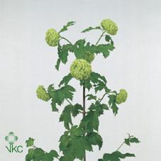 Viburnum roseum