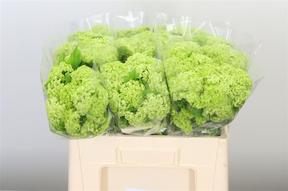 Viburnum roseum