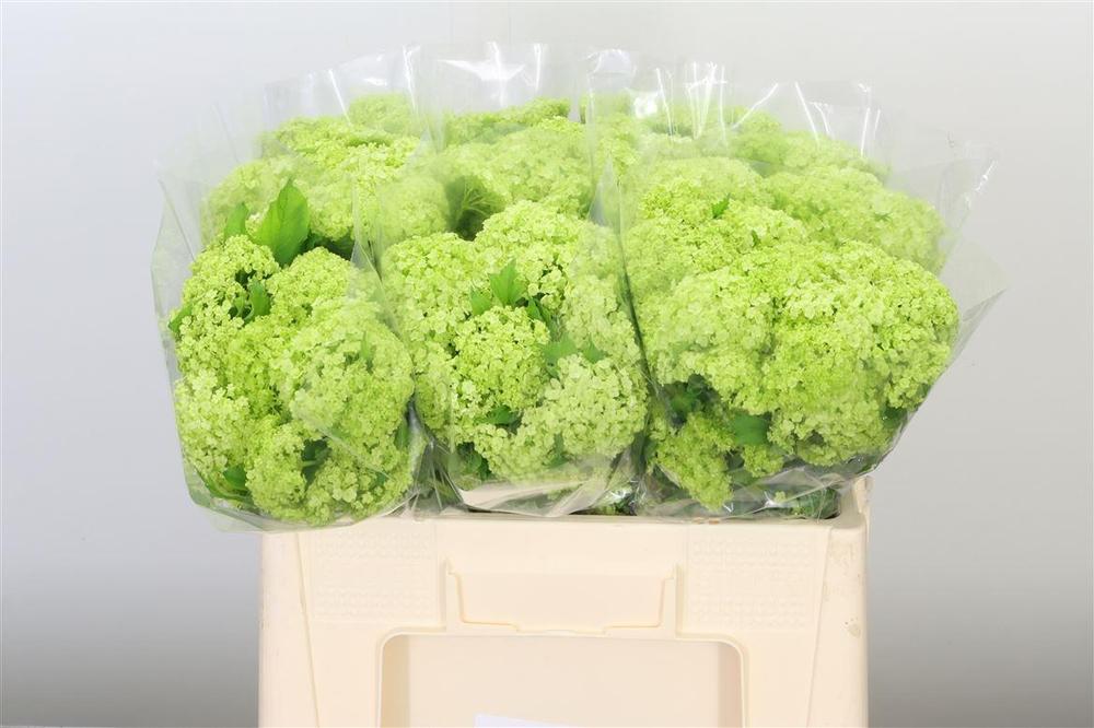 Viburnum roseum