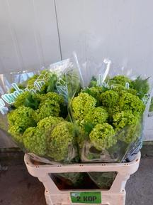 Viburnum roseum