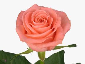 Rosa gr annekarina
