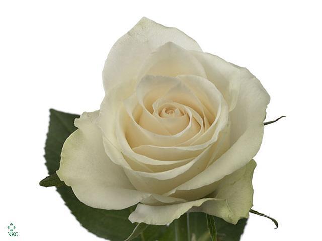 Rosa gr athena
