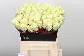Rosa gr athena