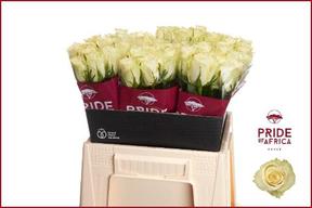 Rosa gr athena