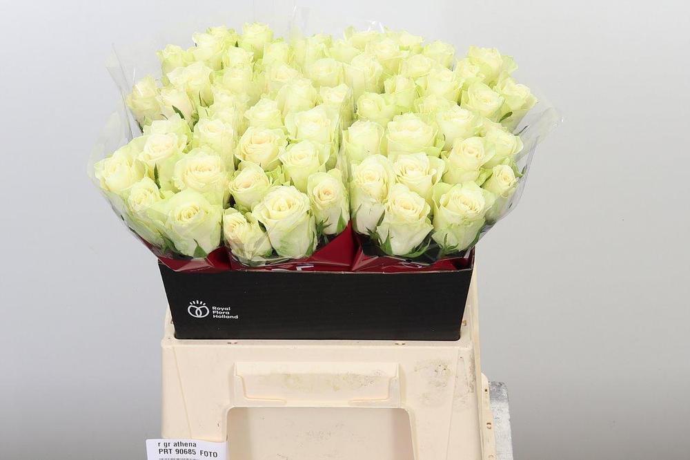 Rosa gr athena