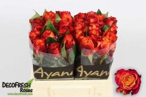 Rosa gr atomic