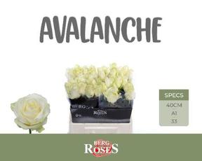 Rosa gr avalanche+