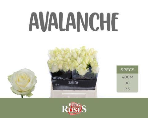Rosa gr avalanche+