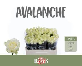 Rosa gr avalanche+