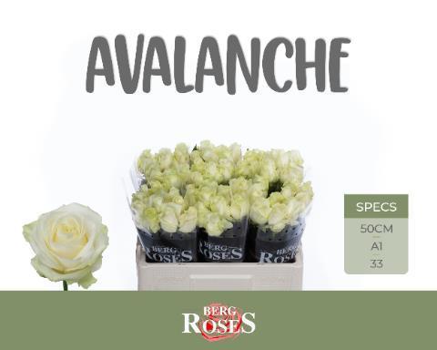 Rosa gr avalanche+
