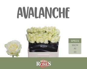 Rosa gr avalanche+
