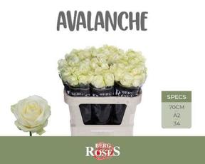 Rosa gr avalanche+