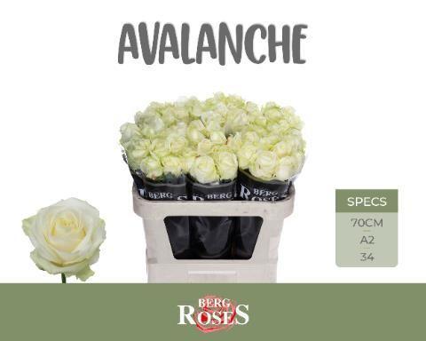 Rosa gr avalanche+