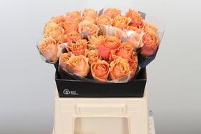 Rosa gr carpe diem