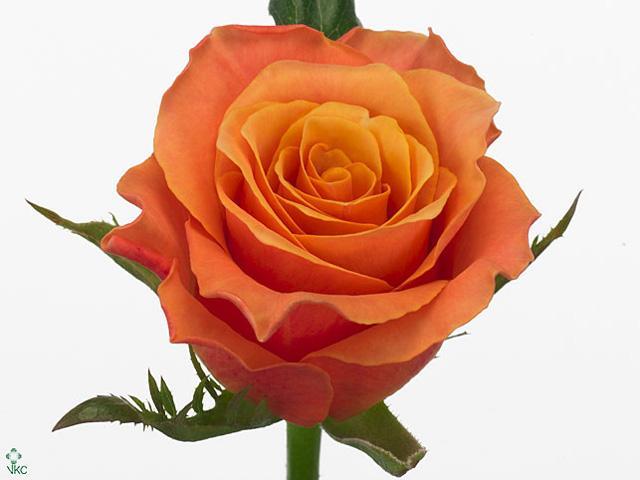 Rosa gr carpe diem