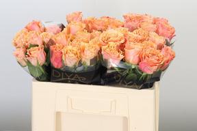 Rosa gr carpe diem