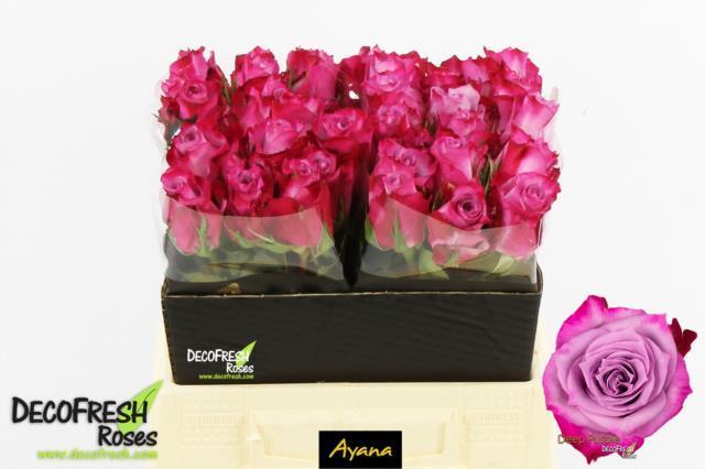 Rosa gr deep purple