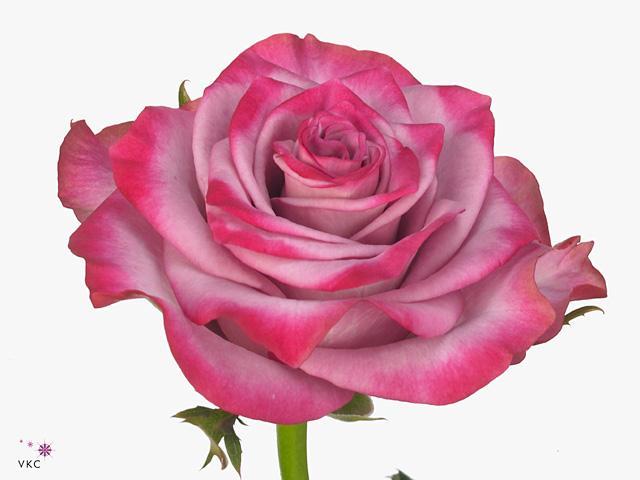 Rosa gr deep purple