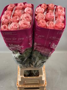 Rosa gr deep purple