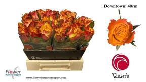 Rosa gr downtown