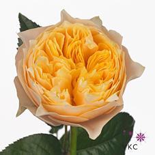 Rosa gr garden golden vuvuzela