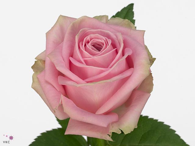 Rosa gr heidi