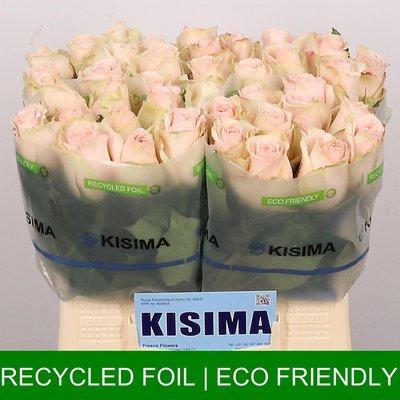 Rosa gr high & bridal