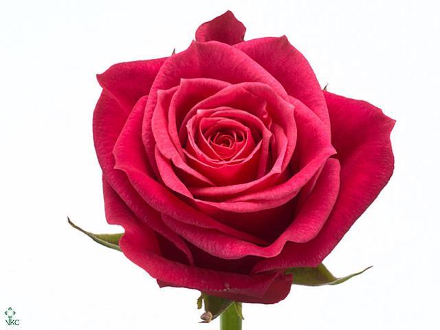 Rosa gr cherry-o!