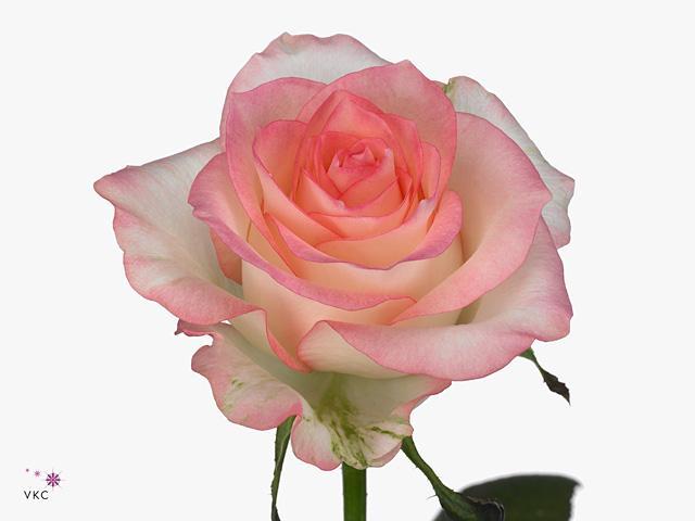 Rosa gr jumilia