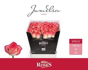 Rosa gr jumilia