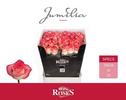 Rosa gr jumilia