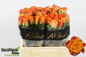 Rosa gr marie claire!