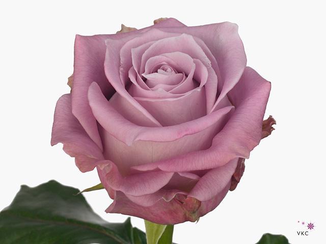 Rosa gr maritim
