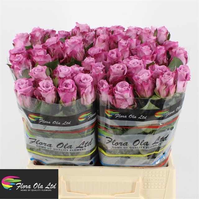 Rosa gr maritim