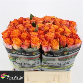 Rosa gr mariyo!