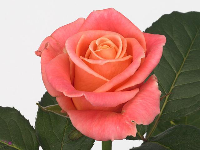 Rosa gr miss piggy