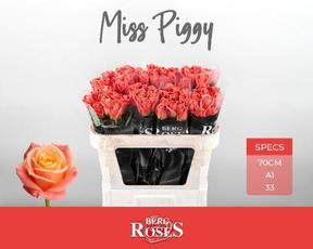 Rosa gr miss piggy