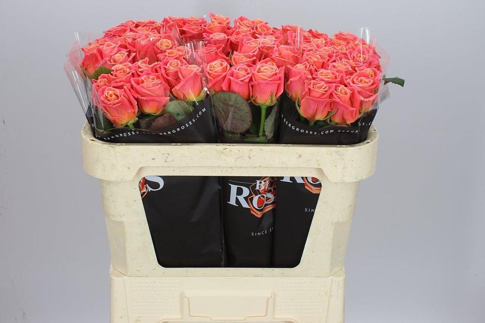 Rosa gr miss piggy