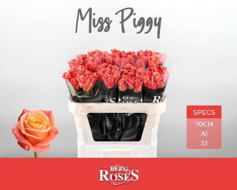 Rosa gr miss piggy