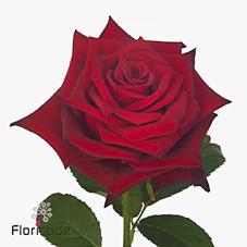 Rosa gr monte carlo