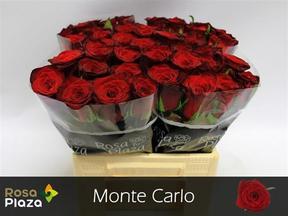 Rosa gr monte carlo