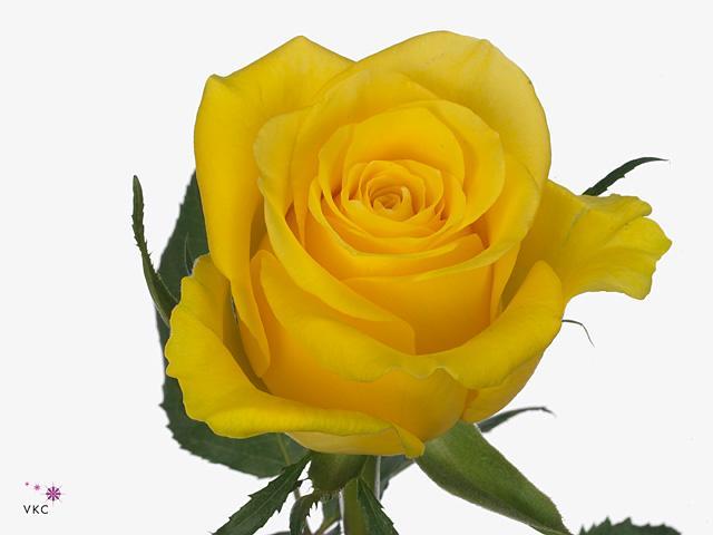 Rosa gr moonwalk