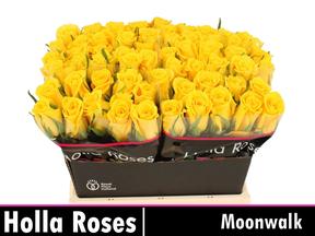 Rosa gr moonwalk