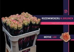 Rosa gr moyhe